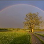 health corner - rainbow and tree