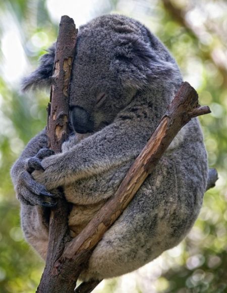 sleeping_koala