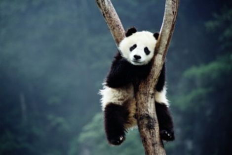 sleeping_panda